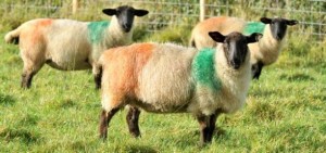 Pecore tricolori | Tricolour sheep